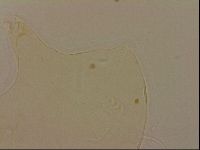 Echiniscus robertsi image