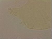 Echiniscus robertsi image