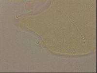 Echiniscus robertsi image