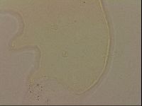 Echiniscus robertsi image