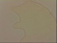 Echiniscus robertsi image
