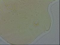 Echiniscus spiniger image