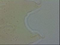 Echiniscus spiniger image