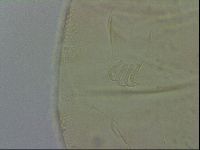 Echiniscus spiniger image