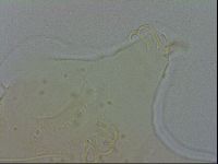 Echiniscus spiniger image
