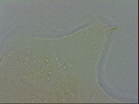 Echiniscus spiniger image
