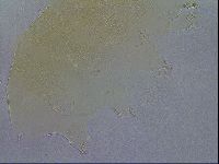 Echiniscus spiniger image