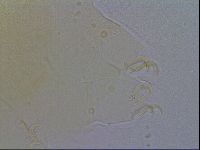 Echiniscus spiniger image