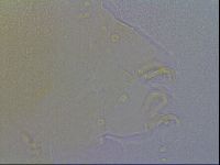 Echiniscus spiniger image