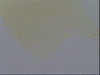 Echiniscus spiniger image