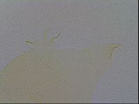 Echiniscus spiniger image