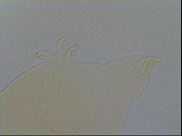Echiniscus spiniger image