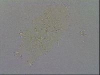 Echiniscus spiniger image