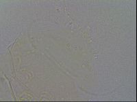 Echiniscus spiniger image