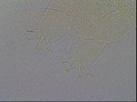 Echiniscus spiniger image