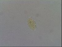 Echiniscus spiniger image