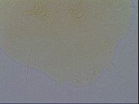 Echiniscus spiniger image