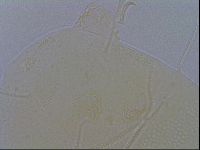 Echiniscus spiniger image