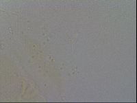 Echiniscus spiniger image