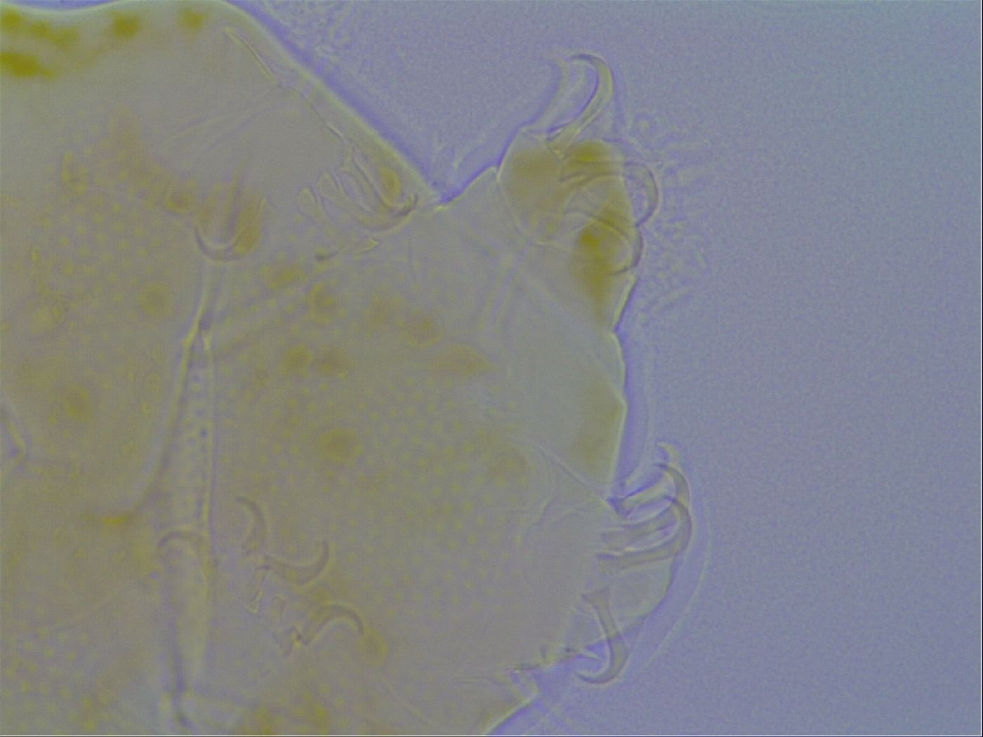 Echiniscus spiniger image