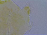 Echiniscus spiniger image