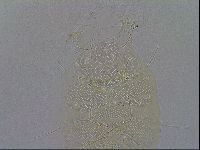 Echiniscus spiniger image