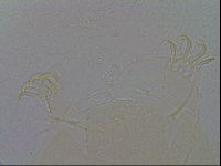 Echiniscus spiniger image