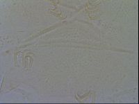 Echiniscus spiniger image