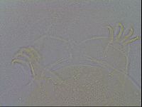 Echiniscus spiniger image