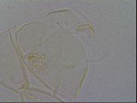 Echiniscus spiniger image