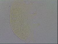 Echiniscus spiniger image
