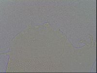 Echiniscus spiniger image