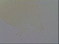 Echiniscus spiniger image
