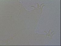 Echiniscus spiniger image