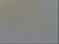 Echiniscus spiniger image