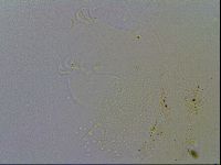 Echiniscus spiniger image