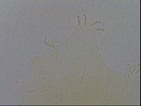 Echiniscus spiniger image