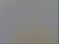 Echiniscus spiniger image