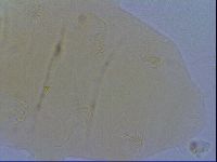 Echiniscus spiniger image