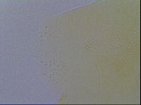 Echiniscus spiniger image