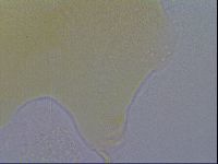 Echiniscus spiniger image