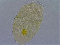 Echiniscus spiniger image