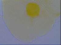 Echiniscus spiniger image