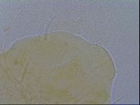 Echiniscus spiniger image