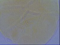 Echiniscus spiniger image