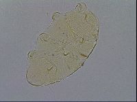 Echiniscus spiniger image