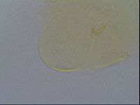 Echiniscus spiniger image