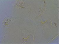 Echiniscus spiniger image