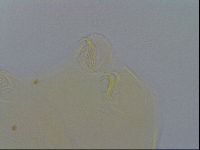 Echiniscus spiniger image