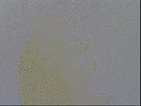 Echiniscus spiniger image